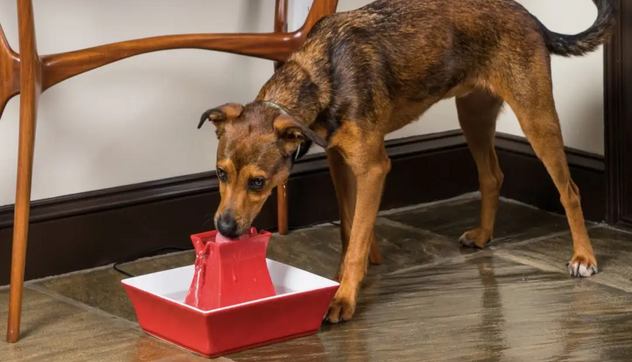 Water Fountain for Cats and Dogs